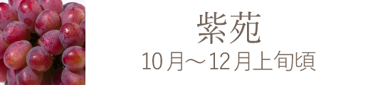 紫苑 岡山県産果物おすすめ通販お取り寄せ