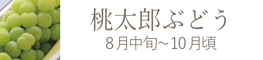 桃太郎ぶどう 岡山県産果物おすすめ通販お取り寄せ